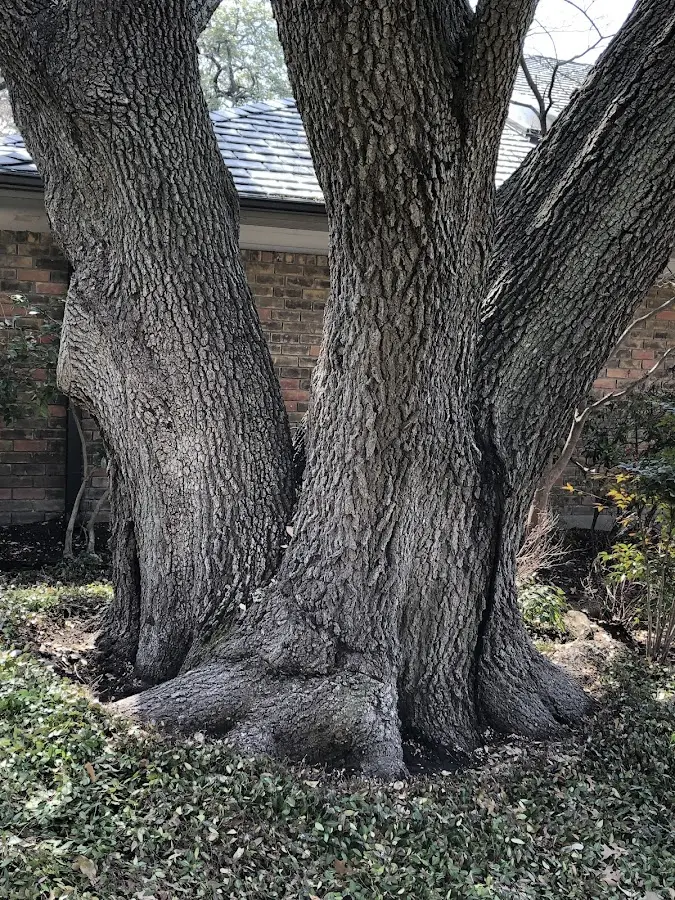 Mature heritage tree close to a Port Orchard property cared for by certified arborists